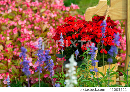 Shilin Official Residence Garden Taiwan Shilin Official Residence Plant Presidential Residence Garden Shilin Official Residence Garden Taiwan Shilin Official Residence Plant Presidential Residence Garden 43005321