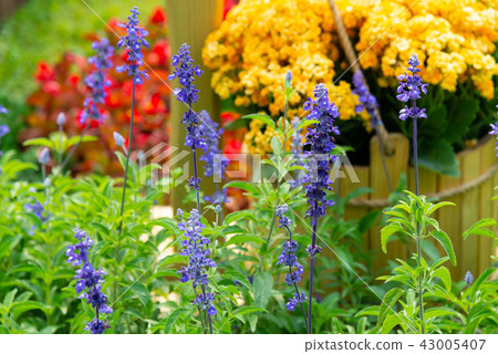 台灣士林官邸花園台灣士林官邸植物總統官邸花園 43005407