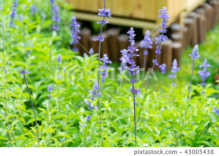 台灣士林官邸花園台灣士林官邸植物總統官邸花園 43005438