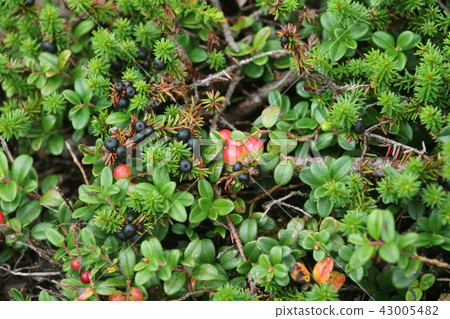 Bilberry leaves Bilberry leaves 43005482