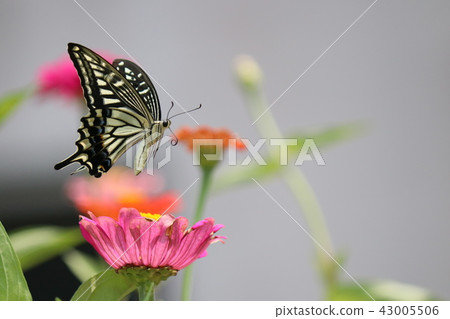 Swallowtail swallowtail Swallowtail swallowtail 43005506