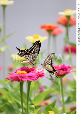 Two swallowtail butterflies Two swallowtail butterflies 43005507