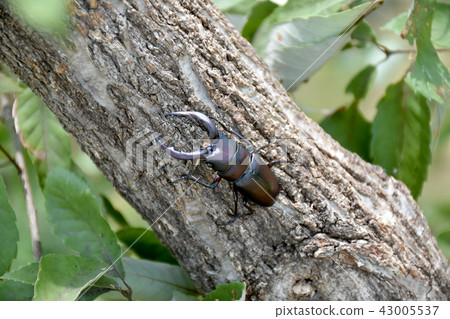 The saw of the sawtooth goat 43005537