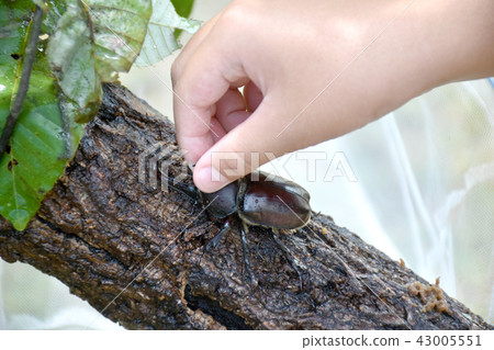 Capture of beetle (male) 43005551