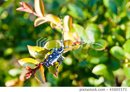 Anchovy insect 43005571