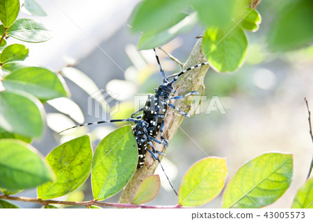 Lady beetle Lady beetle 43005573