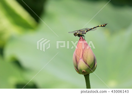 A dragonfly stopping at the bud of lotus 43006143