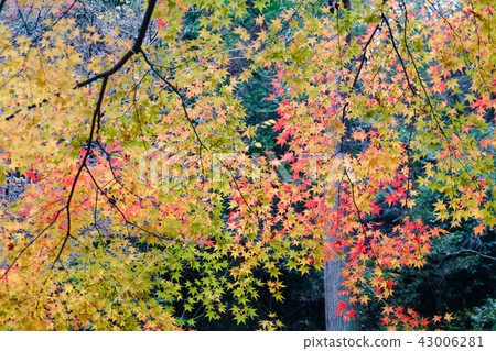 Autumn leaves 43006281