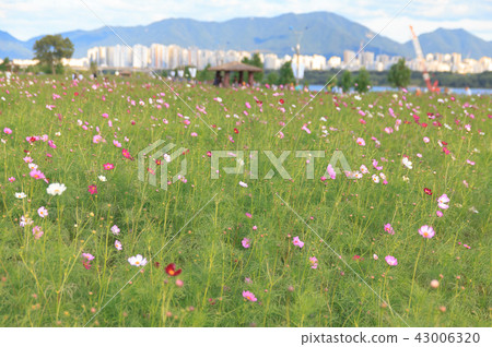 Cosmos Park in full bloom and autumn sky Cosmos Park in full bloom and autumn sky 43006320