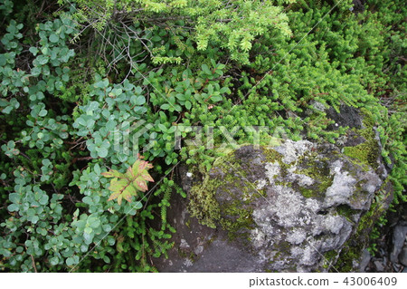 Alpine plant of Kita Yokodake Alpine plant of Kita Yokodake 43006409