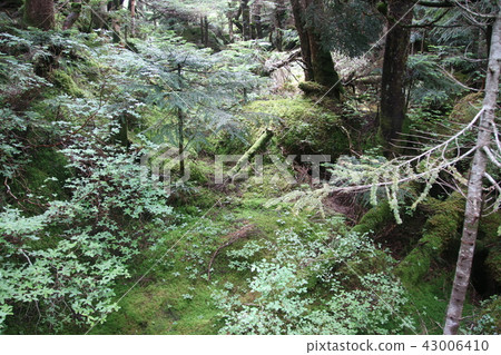 Kita Yokodake高山植物 43006410