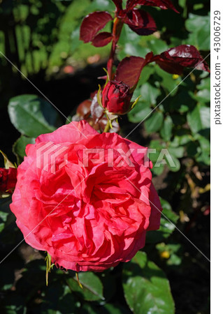 Rose red is a beautiful rose Rose red is a beautiful rose 43006729