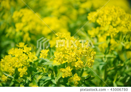 強姦開花 強姦開花 43006780