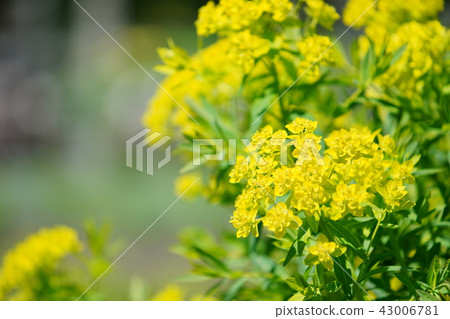 Rape blossoms 43006781