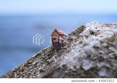 海·夏天的回憶·Tetra鍋 43007812