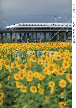 Ogaki sunflower field and Tokaido Shinkansen 43009434