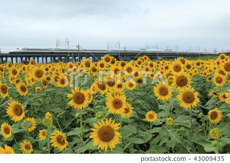 大垣向日葵田和東海道新幹線 43009435