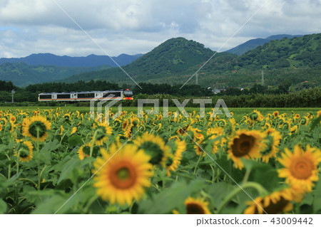 Sunflower field and resort town Sunflower field and resort town 43009442