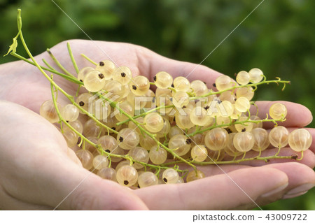white-currant brush in the palms 43009722