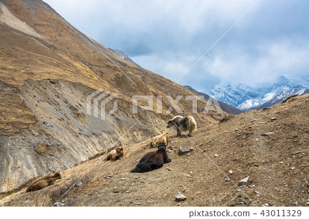 Yaks in the Himalayan mountains, Nepal. 43011329