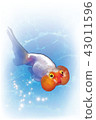 Goldfish (bubble eye) postcard 43011596