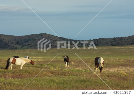 Wild horses in Utah in Summer 43011597