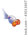 Goldfish (bubble eye) 43011607