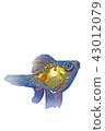 Goldfish (butterfly tail) 43012079