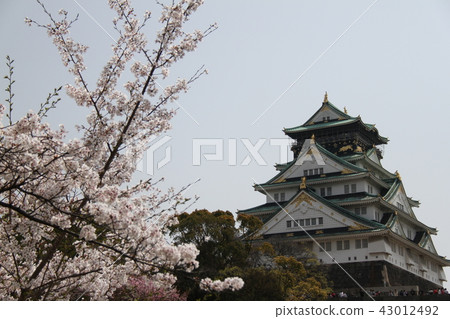 大阪城公園 大阪城公園 43012492