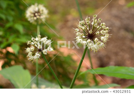 Plant: Gypsophyllaceae Plant: Gypsophyllaceae 43012931