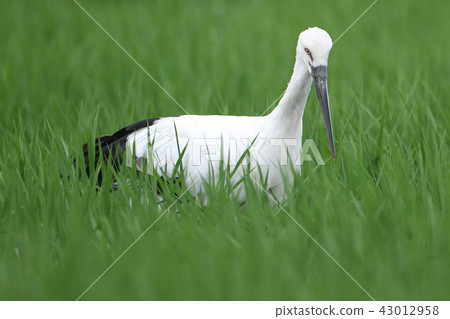 Stork Stork 43012958