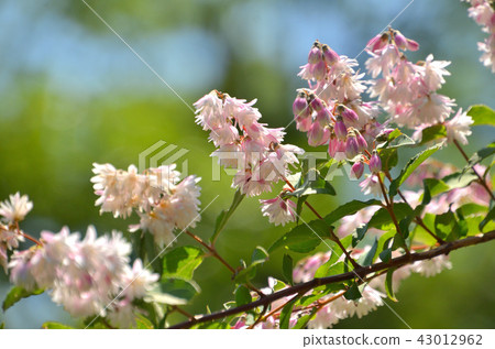 樹：Sarasutsugi繡球花 43012962