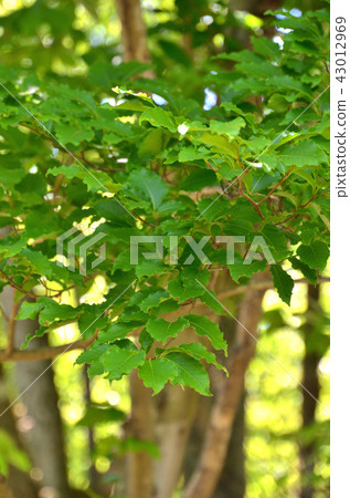 Tree: Buna Fable 43012969
