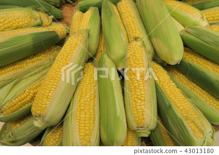 Corn 43013180
