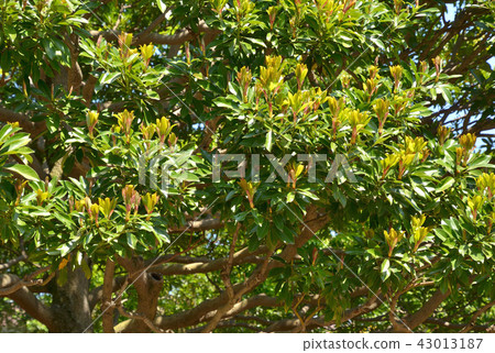 Tree: Tubonaceae 43013187