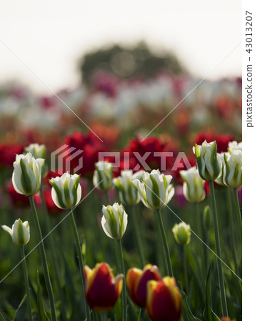 晚上風景（垂直的構成）白色主要的鬱金香領域 43013207