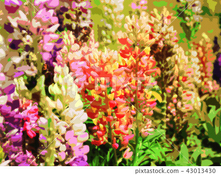 羽扇豆 羽扇豆 43013430