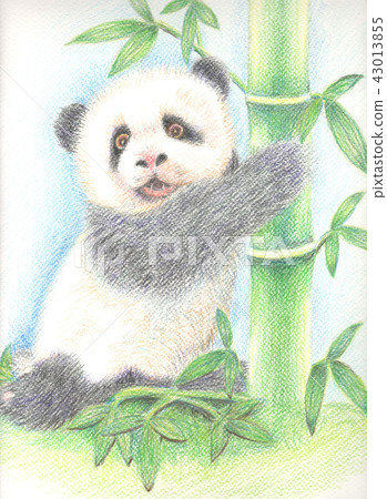 水性色鉛筆熊貓 插圖素材 圖庫