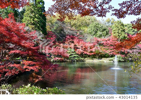 東山植物園在秋天 43014135