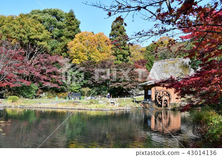 東山植物園在秋天 43014136