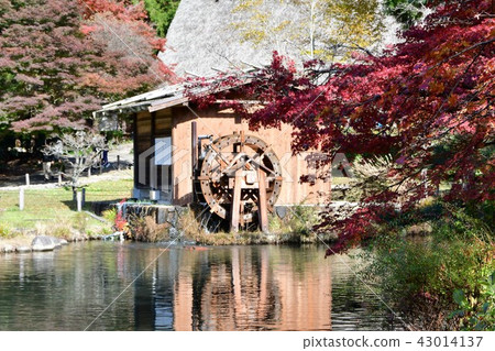 東山植物園在秋天 東山植物園在秋天 43014137