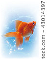 Goldfish (Ryugin) postcard 43014397