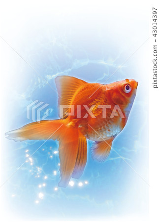 Goldfish (Ryugin) postcard 43014397