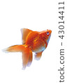 Goldfish (Ryukin) 43014411