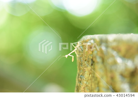 One mantis larva 43014594