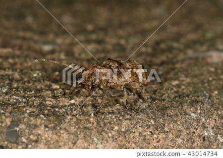 生物昆蟲Togari Shiraobabi Sabakami Kimikiri，你是否模仿古老的偽樹樁？ 43014734