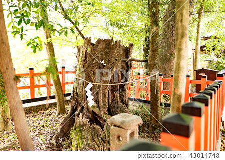 Yasaka Shrine Shintoism 43014748