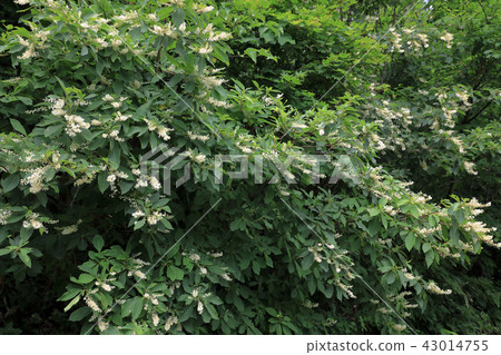 Ryoubou Komagomeza Fukushima Prefecture Minamiaizu-machi, Flower Market 43014755