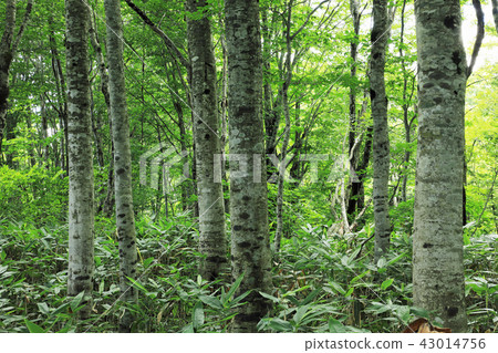 夏末山毛櫸森林 - Komagari沼澤地Fukushima ken Minamiaizu cho 夏末山毛櫸森林 - Komagari沼澤地Fukushima ken Minamiaizu cho 43014756