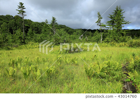 Komadome wetland in late summer Minamiaizu Town, Fukushima Prefecture 43014760